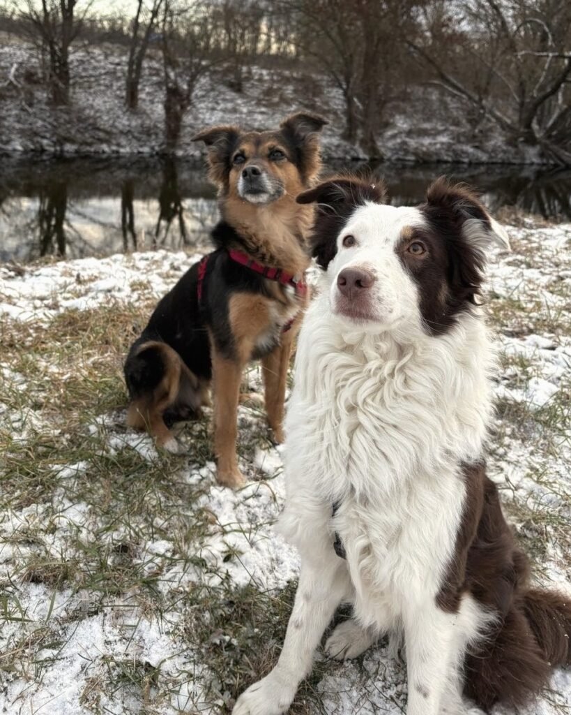 Die Therapiebegleithündinnen Lotte und Luna sitzen im Schnee an einem Flussufer